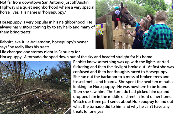 ﷯Not far from downtown San Antonio just off Austin Highway is a quiet neighborhood where a very special horse lives. His name is "horsepuppy." Horsepuppy is very popular in his neighborhood. He always has visitors coming by to say hello and many of them bring treats! Rabbitt, aka Julia McLerndon, horsepuppy's owner says "he really likes his treats. Life changed one stormy night in February for Horsepuppy. A tornado dropped down out of the sky and headed straight for his home. Rabbitt ﷯knew something was up with the lights started flickering and then the skylight broke out. At first she was confused and then her thoughts raced to Horsepuppy. She ran out the backdoor to a mess of broken trees and tossed metal and boards. She spent the next ten minutes looking for Horsepuppy. He was nowhere to be found. Then she saw him. The tornado had picked him up and dropped him in the middle of street in front of her home. Watch our three part series about Horsepuppy to find out what the tornado did to him and why he can't have any treats for one year. 